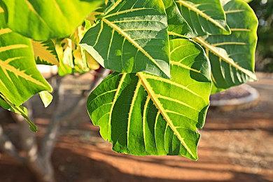 日系猫娘3D动作肉鸽游戏《梦幻樱阁楼》明年发售